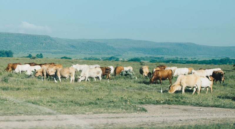 群牛Herd Of Cow|africa,agriculture,animals,cattle,countryside,cows,domestic animals,farm,farmland,Field,Grass,grassland,herd,Kenya,livestock,mammal,rural,农业,农场,农村,农田,动物,哺乳动物,奶牛,字段,家养动物,牛,牛群,牲畜,肯尼亚,草,草原,非洲-海量高质量免版权图片素材-设计师素材-摄影图片-mitapix-美塔图像