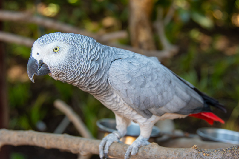 照片的灰色鹦鹉栖息在树枝上Photo of Grey Parrot Perched On Branch-african grey parrot,animal,animal photography,avian,beak,bird,Blur,bokeh,BRANCH,Close-up,Cute,eye,feathers,Focus,grey,grey parrot,nature,parrot,perched,plumage,wild,wildlife,wing,分支,动物,动物摄影,可爱,散景,栖息,模糊,灰色,灰色鹦鹉,焦点,特写,眼睛,羽毛,翼,自然,野生,野生动物,非洲灰鹦鹉,鸟,鸟喙,鸟类,鹦鹉-海量高质量免版权图片素材-设计师素材-摄影图片-mitapix-美塔图像