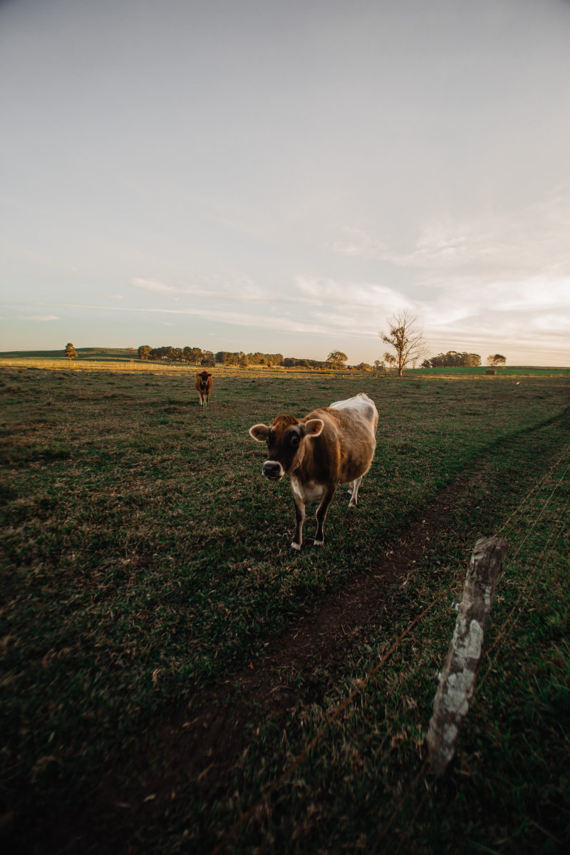 小牛在草地Calf On Grass Field|agriculture,animal,cattle,countryside,cow,farm,farmland,Field,Grass,grassland,livestock,mammal,rural,农业,农场,农村,农田,动物,哺乳动物,场,牛,牲畜,草,草原-海量高质量免版权图片素材-设计师素材-摄影图片-mitapix-美塔图像