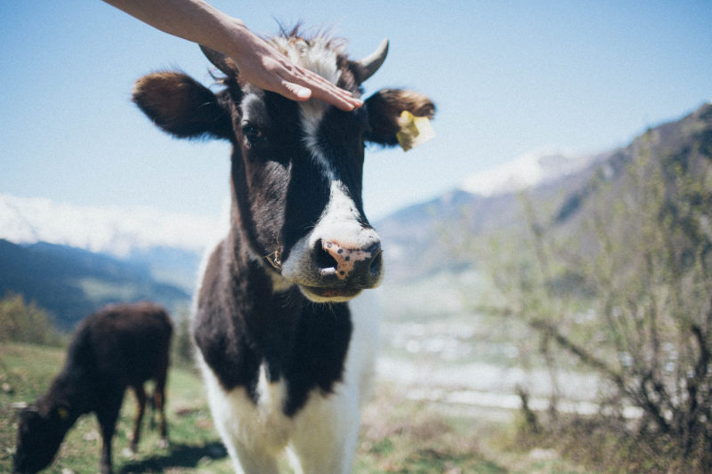 黑白牛Black And White Cattle|agriculture,animal,cattle,closeup,cow,livestock,mammal,农业,动物,哺乳动物,牛,牲畜,特写-海量高质量免版权图片素材-设计师素材-摄影图片-mitapix-美塔图像