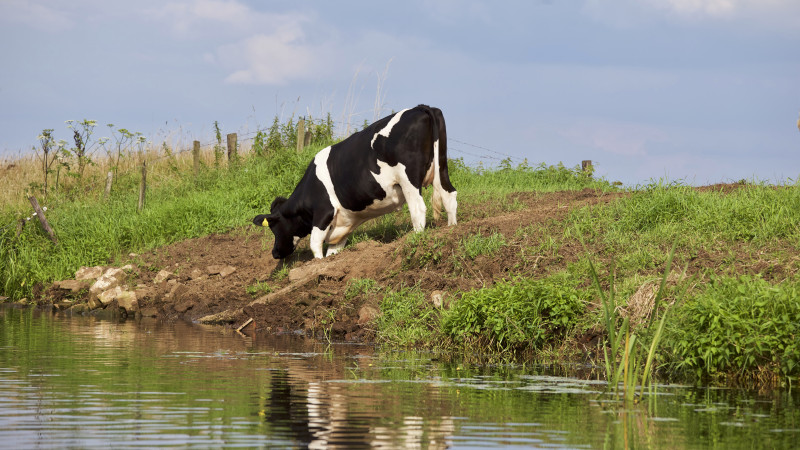 牛吃草的水域附近Cow Eating Grass Near Body of Water|agriculture,animal,cattle,countryside,cow,cows,farm,farmland,Field,Grass,hayfield,landscape,livestock,mammal,nature,outdoors,pasture,River,rural,Sky,soil,Water,waterside,农业,农场,农村,农田,动物,哺乳动物,土壤,天空,户外,水,水边,河流,牛,牲畜,种秣草地,自然,草,草地,领域,风景-海量高质量免版权图片素材-设计师素材-摄影图片-mitapix-美塔图像