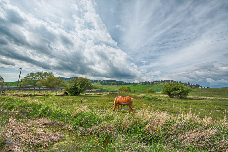 橙马在绿草地下灰色的云层Orange Horse on Green Grass Field Under Gray Clouds|agriculture,animal,Clouds,country,countryside,Daylight,farm,Field,Grass,grassland,green,hills,horse,landscape,mother nature,mountain,nature,outdoors,pasture,rural,Sky,Trees,wire fence,云,农业,农场,农村,动物,国家,夏时制,大自然,天空,字段,小山,山,性质,户外,景观,树木,牧场,绿色,草,草原,铁丝网,马-海量高质量免版权图片素材-设计师素材-摄影图片-mitapix-美塔图像