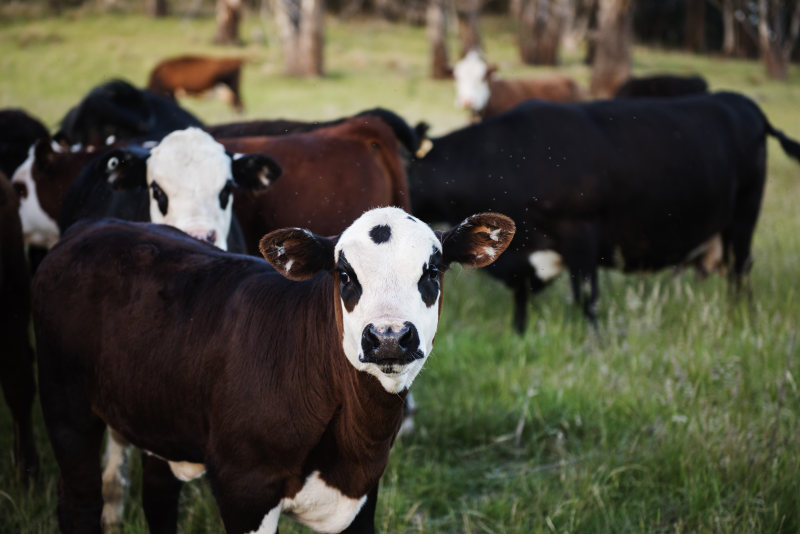 摄影的牛Photography of Cow|agriculture,animal photography,animals,cattle,country,countryside,cows,faces,farm,farmland,Field,Grass,grassland,herd,landscape,livestock,mammal,outdoors,pasture,rural,Trees,农业,农场,农村,农田,动物,动物摄影,哺乳动物,国家,奶牛,户外,景观,树木,牛,牛群,牧场,牲畜,田地,草原,草地,面孔-海量高质量免版权图片素材-设计师素材-摄影图片-mitapix-美塔图像