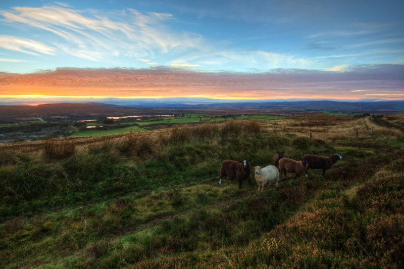 5个羊在牧场上金色的小时Five Sheeps on Pasture during Golden Hour|云,农业,农场,农村,农田,动物,北爱尔兰,国家,在户外,场,山,弗马纳郡,旅行,日光,日落,晚上,景观,爱尔兰,牧场,牲畜,田园,种秣草地,绿色,羊,自然,草,草原,黎明-海量高质量免版权图片素材-设计师素材-摄影图片-mitapix-美塔图像