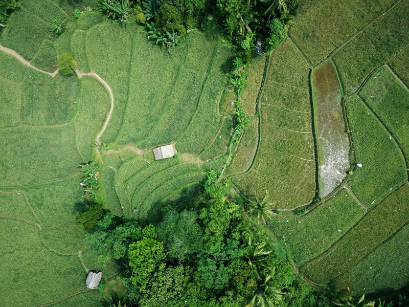 绿地航空摄影|乡村,农业,农场,农田,叶子,天空,户外,日光,景观,树木,环境,生长,田地,稻田,稻田梯田,绿色,自然,色彩,草,风景,鸟瞰-海量高质量免版权图片素材-设计师素材-摄影图片-mitapix-美塔图像