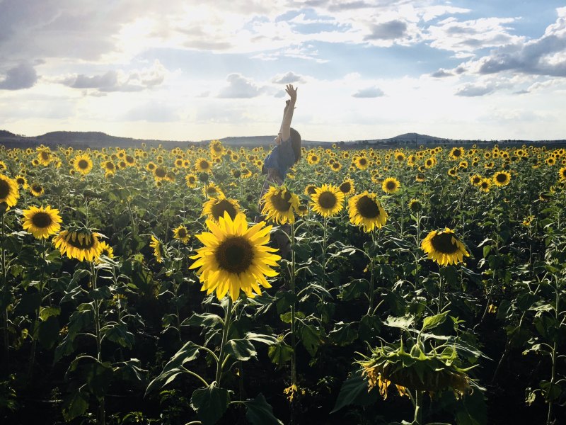 向日葵领域照片上的蓝色衬衫的人拍摄Person in Blue Shirt on Sunflower Field Photo Shot|agriculture,bright,Clouds,country,countryside,cropland,crops,Daylight,environment,farm,farmland,Field,Flora,Flowers,Growth,landscape,Leaves,mountains,nature,outdoors,person,Petals,plantation,rural,scenic,Sky,sunflowers,woman,云,人,作物,农业,农场,农村,农田,叶子,向日葵,国家,增长,天空,女人,字段,山,性质,户外,日光,明亮,景观,植物群,环境,种植,花瓣,风景,鲜花-海量高质量免版权图片素材-设计师素材-摄影图片-mitapix-美塔图像