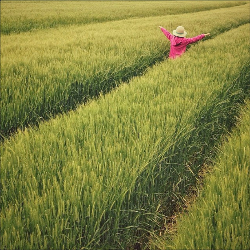 麦田风光-农业,农作物,农场,农村,农田,夏季,小麦,户外,收获,景观,水稻,牧场,生长,田地,耕地,耕种,自然,草,谷物,食物-海量高质量免版权图片素材-设计师素材-摄影图片-mitapix-美塔图像