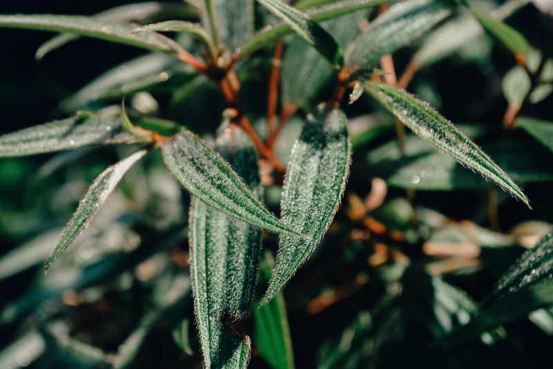 绿叶植物特写照片|农业,叶子,户外,新鲜,植物,特写,环境,生长,绿色,自然,色彩-海量高质量免版权图片素材-设计师素材-摄影图片-mitapix-美塔图像