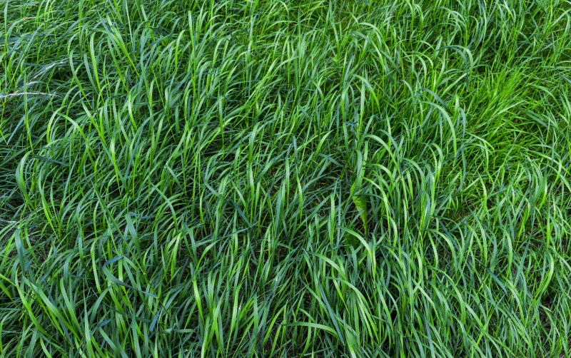 绿草领域的浅焦点照片Shallow Focus Photo of Green Grass Field|agriculture,closeup,environment,Field,freshness,Grass,green,Growth,Leaves,long,natural,nature,outdoors,pattern,plants,农业,叶子,成长,户外,新鲜,样式,植物,特写镜头,环境,绿色,自然,草,长,领域-海量高质量免版权图片素材-设计师素材-摄影图片-mitapix-美塔图像