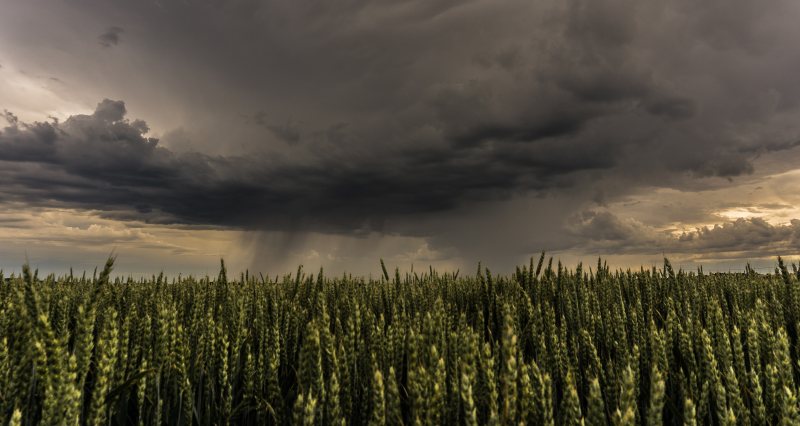 麦田Field of Wheat|agriculture,cloud formation,Clouds,country,countryside,cropland,crops,dark clouds,dramatic,farm,farmland,Field,gloomy,Grass,green,Growth,landscape,nature,outdoors,rural,Sky,storm,weather,乌云,云,云形成,作物,农业,农场,农村,农田,国家,增长,天气,天空,字段,性质,戏剧性,户外,景观,绿色,草,阴沉,风暴-海量高质量免版权图片素材-设计师素材-摄影图片-mitapix-美塔图像