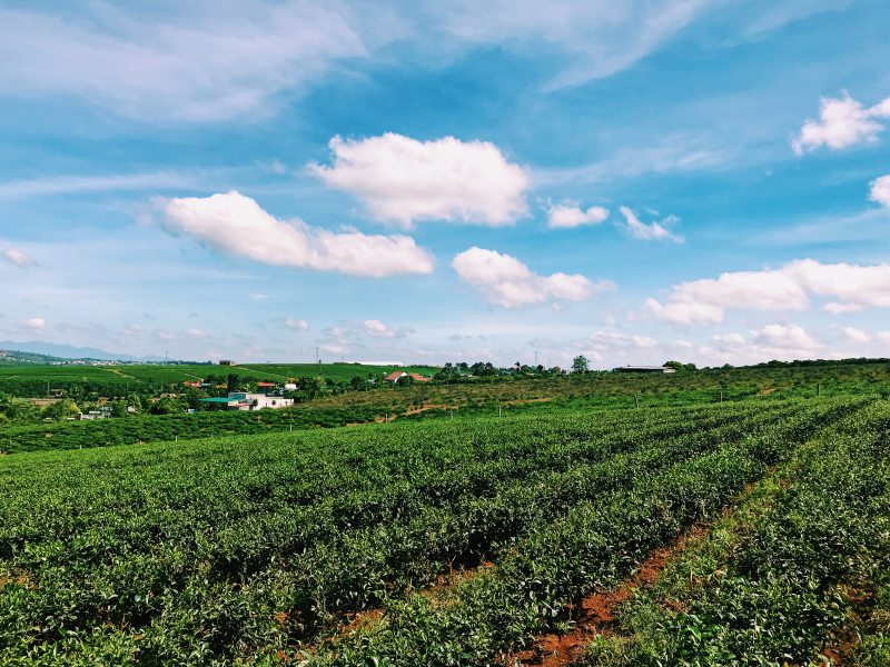 农田Cropland-agriculture,countryside,crop,cropland,farm,farmland,Field,pasture,rural,Sky,作物,农业,农场,农村,农田,场,天空,牧场-海量高质量免版权图片素材-设计师素材-摄影图片-mitapix-美塔图像