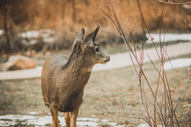 鹿站在森林Deer Standing in Forest|公园,冬天,动物,动物摄影,哺乳动物,在户外,日光,木,树,森林,特写镜头,秋天,站,肖像,自然,警报,野生,野生动物,鹿-海量高质量免版权图片素材-设计师素材-摄影图片-mitapix-美塔图像