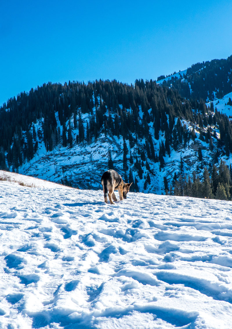 狗在冰雪覆盖的地面Dog on Snow Covered Ground|altitude,cold,Daylight,daytime,Dog,environment,forest,freezing,frost,frosty,frosty weather,frozen,glacier,high,ice,icy,landscape,mountains,nature,outdoors,scenery,scenic,Season,snow,snow capped,snow capped mountain,snowy,Trees,view,weather,winter,winter landscape,woods,严寒,严寒的天气,冬季,冬季景观,冰,冰冷,冰川,冷,冻结,夏时制,天气,季节,山,弗罗斯特,性质,户外,景区,景观,查看,树木,树林,森林,狗,环境,白天,雪,雪上限,雪山,风景,高,高度-海量高质量免版权图片素材-设计师素材-摄影图片-mitapix-美塔图像