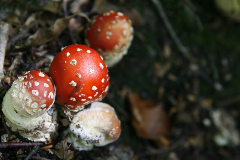 蝇姬松茸特写|地面,毒蕈,特写,真菌,自然,蘑菇,蝇姬,鹅膏菌-海量高质量免版权图片素材-设计师素材-摄影图片-mitapix-美塔图像