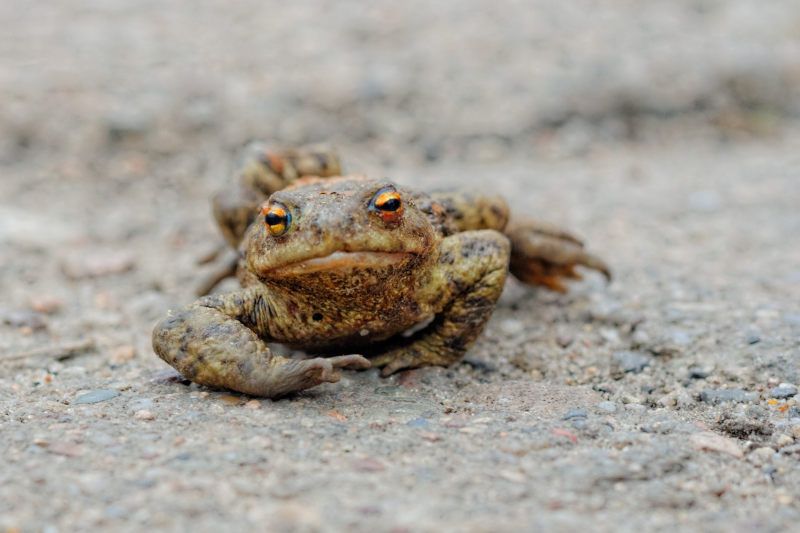 青蛙Frog|amphibian,animal,animal photography,frog,macro,两栖动物,动物,动物摄影,宏,青蛙-海量高质量免版权图片素材-设计师素材-摄影图片-mitapix-美塔图像