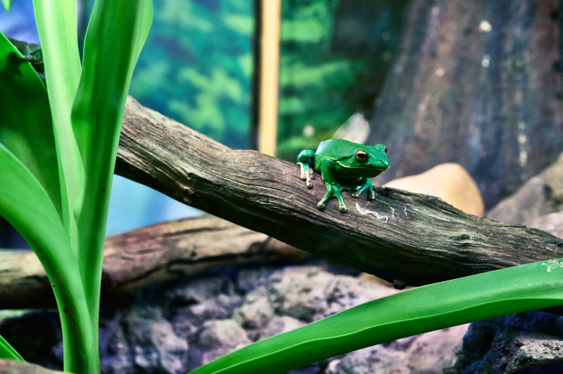 绿树蛙栖息在树白天Green Tree Frog Perching on Tree during Daytime|amphibian,animal,frog,green tree frog,nature,wood,两栖动物,动物,木头,绿树蛙,自然,青蛙-海量高质量免版权图片素材-设计师素材-摄影图片-mitapix-美塔图像