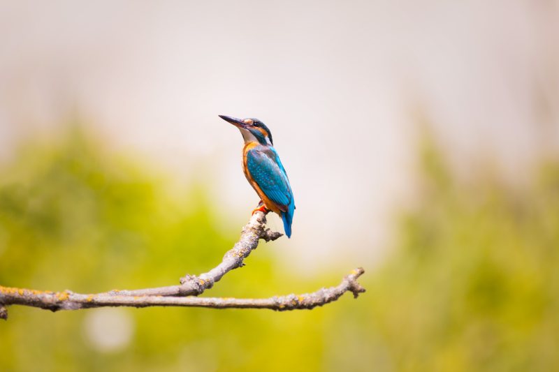 蓝鸟坐在树枝上Blue Bird Sits on Tree Branch|animal,animal photography,animal world,avian,beak,biology,bird,Blur,BRANCH,bright,closeup,colorful,Daylight,feathers,kingfisher,little,outdoors,side view,wild,wildlife,wildlife photography,wings,侧视图,分支,动物,动物世界,动物摄影,喙,多彩,小,户外,日光,明亮,模糊,特写,生物学,禽,羽毛,翅膀,翠鸟,野生,野生动物,野生动物摄影,鸟-海量高质量免版权图片素材-设计师素材-摄影图片-mitapix-美塔图像