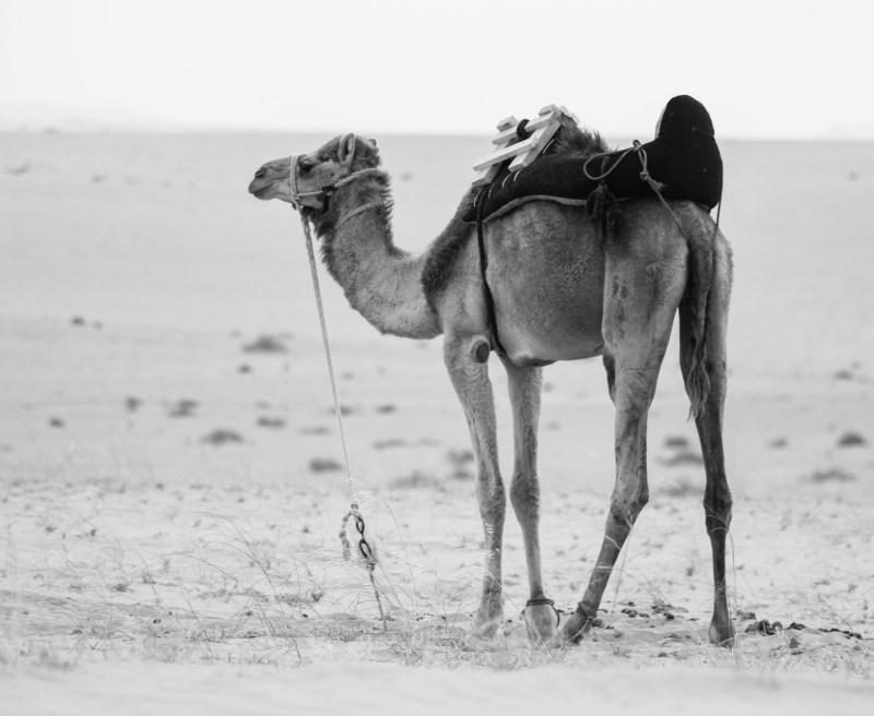 单色骆驼的照片Monochrome Photo of Camel|动物,动物摄影,单色,哺乳动物,国内,沙子,沙漠,绳子,缰绳,阿拉伯骆驼,骆驼,黑白-海量高质量免版权图片素材-设计师素材-摄影图片-mitapix-美塔图像