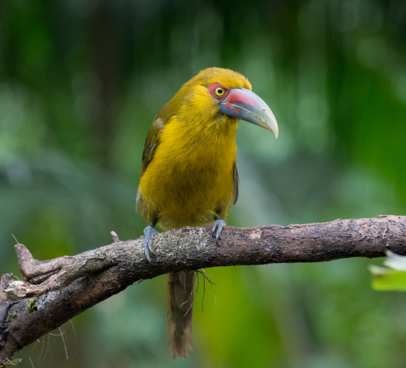 选择聚焦摄影的黄色小鸟栖息在树枝上Selective Focus Photography of Yellow Bird Perched on Tree Branch|animal,animal photography,avian,beak,bird,Blur,BRANCH,Close-up,depth of field,exotic,eye,feathers,Focus,nature,outdoors,perch,perched,Saffron toucanet,wild animals,wildlife,分支机构,动物,动物摄影,喙,异国情调,性质,户外,景深,栖息,模糊,焦点,眼,禽,羽毛,藏红花toucanet,野生动物,鲈鱼,鸟-海量高质量免版权图片素材-设计师素材-摄影图片-mitapix-美塔图像