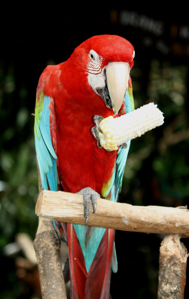 栖息在分支上的蓝色和红色金刚鹦鹉Blueandred Macaw Perching on Branch|animal,animal photography,avian,beak,Beautiful,bird,closeup,color,exotic,feathers,macaw,outdoors,parrot,perched,Portrait,tropical,wild,wildlife,wood,zoo,动物,动物园,动物摄影,喙,异国情调,户外,木材,栖息,热带,特写,禽,美丽,羽毛,肖像,野生,野生动物,金刚鹦鹉,颜色,鸟,鹦鹉-海量高质量免版权图片素材-设计师素材-摄影图片-mitapix-美塔图像