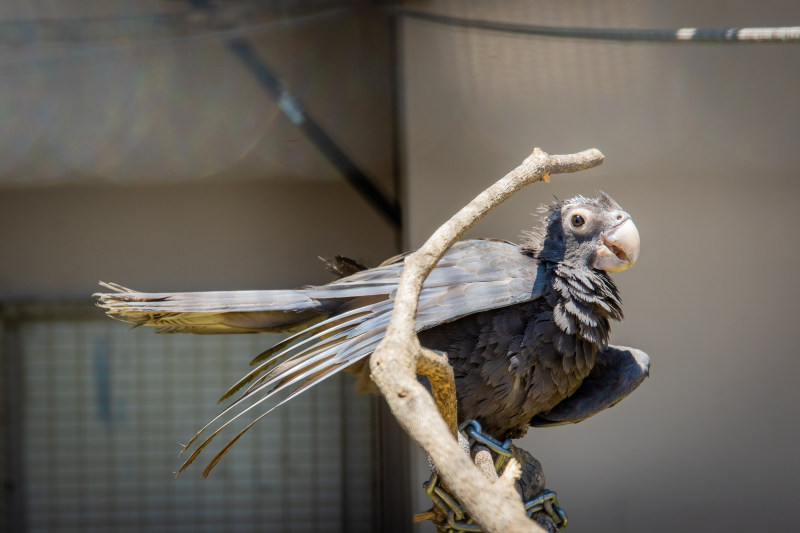 特写鹦鹉的照片Close-Up Photo of Parrot|animal,animal photography,avian,beak,bird,Blur,BRANCH,Close-up,eye,feathers,Focus,parrot,perched,royalty free images,wildlife,分支,动物,动物摄影,喙鸟,栖息的野生动物,模糊,焦点,版权免费图片,特写,眼睛,禽流感,羽毛,鹦鹉-海量高质量免版权图片素材-设计师素材-摄影图片-mitapix-美塔图像