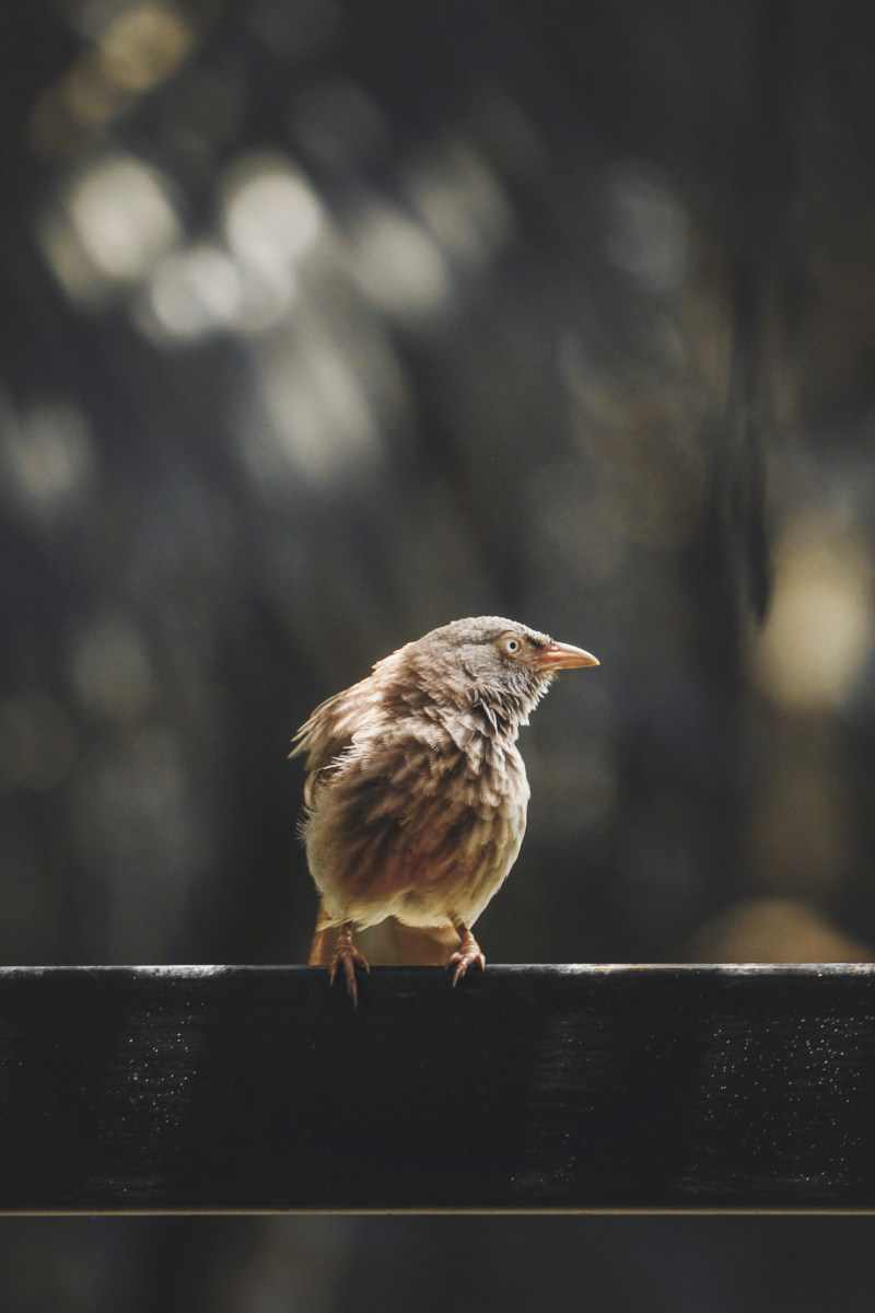 鸟栖息在栏杆的特写照片Close-Up Photo of Bird Perched on Railing|animal,animal photography,avian,beak,bird,Blur,bokeh,Close-up,depth of field,eye,feathers,Focus,fowl,nature,perched,plumage,railing,side view,wildlife,wildlife photography,侧视图,动物,动物摄影,喙,性质,散景,景深,栏杆,栖息,模糊,焦点,眼,禽,羽毛,野生动物,野生动物摄影,鸟,鸡-海量高质量免版权图片素材-设计师素材-摄影图片-mitapix-美塔图像