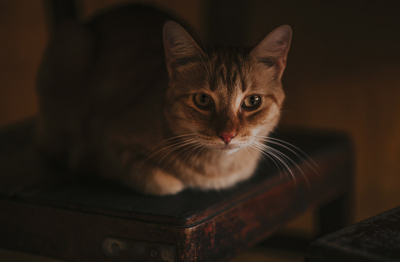 一只猫躺在木椅上的特写照片|动物摄影,可爱,宠物,家猫,景深,木椅,模糊,毛皮,焦点,特写,猫,猫咪,猫科,看起来,眼睛,胡须,虎斑猫,躺着-海量高质量免版权图片素材-设计师素材-摄影图片-mitapix-美塔图像