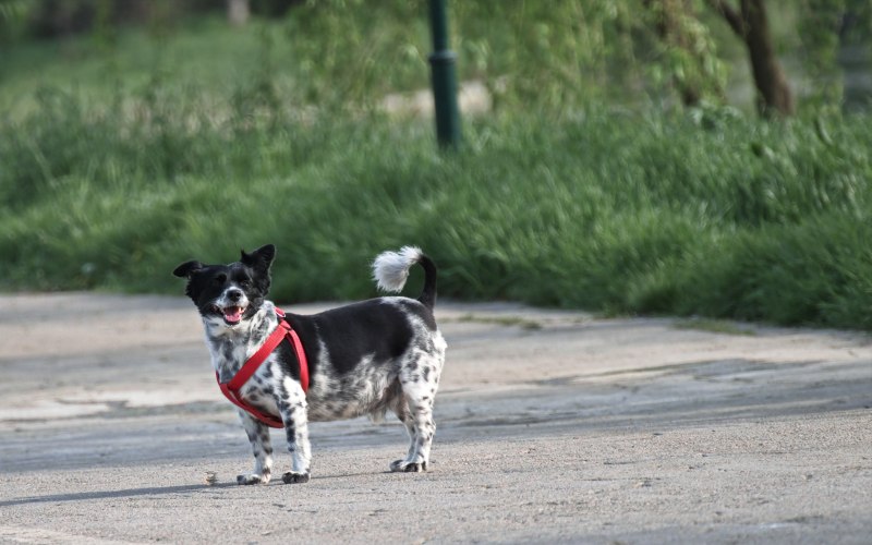 一条狗在路上的摄影Photography of a Dog on Road|animal,animal photography,Blur,breed,canidae,canine,Cute,depth of field,Dog,domestic animal,Focus,fur,Grass,outdoors,Pet,动物,动物摄影,可爱,品种,宠物,家畜,户外,景深,模糊,毛皮,焦点,犬,犬科,狗,草-海量高质量免版权图片素材-设计师素材-摄影图片-mitapix-美塔图像