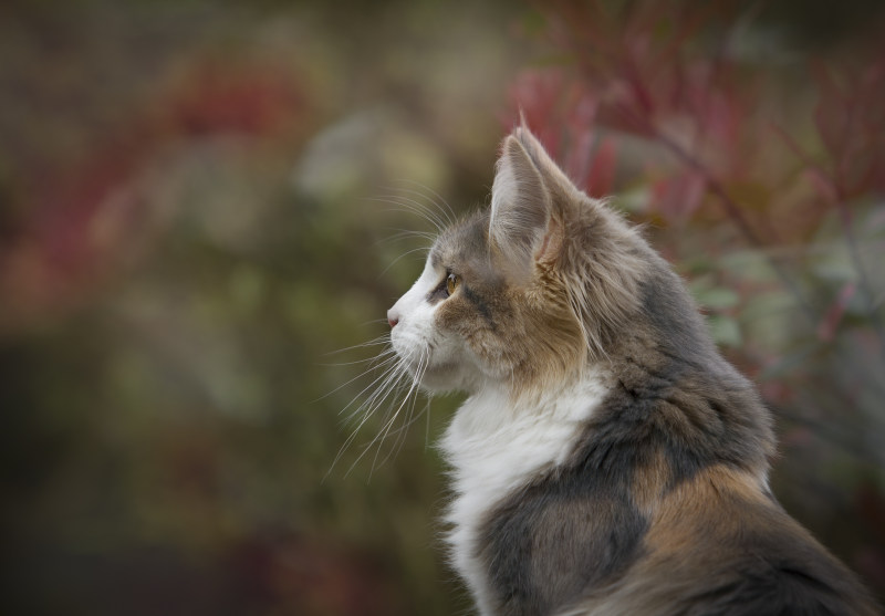 白色和棕色猫科动物的特写照片|侧视图,动物,动物摄影,哺乳动物,头,宠物,家养的,家养的猫,小,户外,模糊,模糊的背景,毛皮,焦点,特写,猫,猫脸,看起来,眼睛,胡须,虎斑-海量高质量免版权图片素材-设计师素材-摄影图片-mitapix-美塔图像