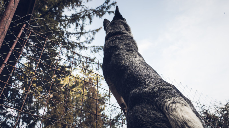 成年德国牧羊犬的低角度摄影|动物,动物摄影,哺乳动物,户外,日光,树木,树林,森林,模糊,焦点,特写,观赏,野生,野生动物,金属丝网-海量高质量免版权图片素材-设计师素材-摄影图片-mitapix-美塔图像