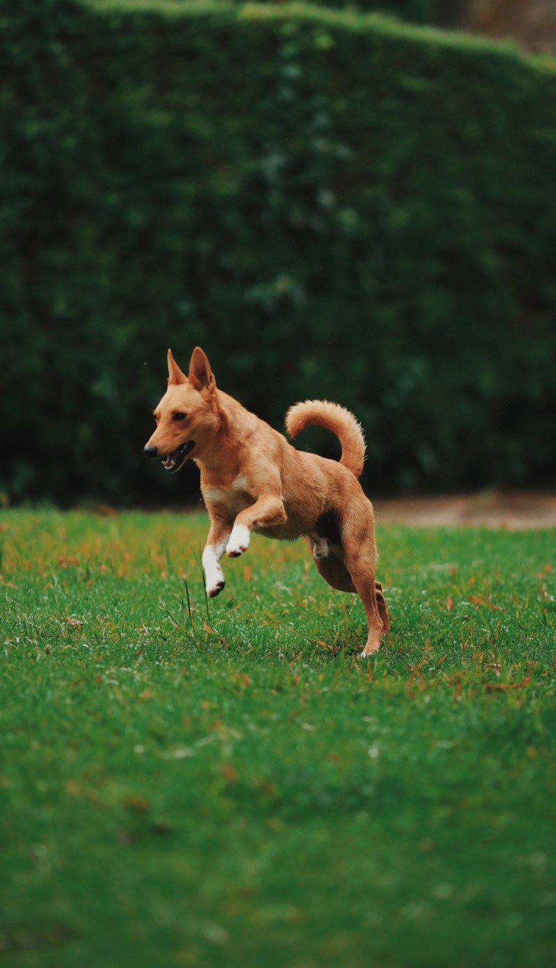 棕色的狗在草地上运行Brown Dog Running on Grassy Field|animal,animal photography,blurred background,Brown,canine,Close-up,Daylight,daytime,Dog,domestic,domestic animal,eyes,Field,fur,Grass,looking,mammal,outdoors,Pet,Young,动物,动物摄影,哺乳动物,国内,字段,宠物,家养动物,年轻,户外,查找,棕色,模糊的背景,毛皮,特写,犬,狗,白天,眼睛,草-海量高质量免版权图片素材-设计师素材-摄影图片-mitapix-美塔图像