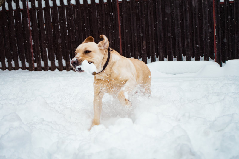 狗在雪上的照片Photo of Dog On Snow|animal,animal photography,breed,canidae,canine,cold,Cute,Dog,freezing,frosty,frozen,outdoors,Pet,playful,purebred,Season,snow,snowy,winter,冬天,冷,冷冻,冷淡,动物,动物摄影,可爱,品种,好玩,季节,宠物,户外,犬,犬科,狗,纯种,雪-海量高质量免版权图片素材-设计师素材-摄影图片-mitapix-美塔图像