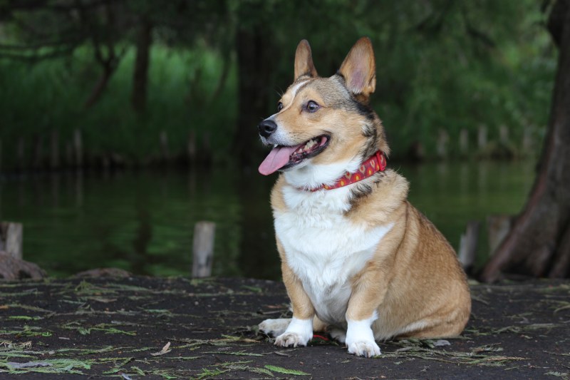 彭布罗克威尔士科基犬摄影Pembroke Welsh Corgi Photography|animal,animal photography,breed,canine,Close-up,corgi,Cute,Dog,dog collar,domestic,eye,eyes,fur,Grass,looking,mammal,nose,outdoors,Pet,Portrait,puppy,SIT,Young,动物,动物摄影,可爱,品种,哺乳动物,国内,坐,宠物,小狗,年轻,户外,查找,柯基犬,毛皮,特写,犬,狗,狗项圈,眼,眼睛,肖像,草,鼻子-海量高质量免版权图片素材-设计师素材-摄影图片-mitapix-美塔图像