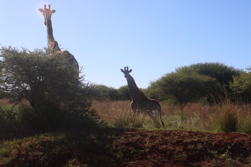 摄影的两个长颈鹿在绿色的树Photography of Two Giraffes Near Green Tree|animal,animal photography,bush,clear sky,Daylight,giraffes,Grass,grassland,landscape,long,long neck,mammal,nature,neck,outdoors,safari,Sky,tall,Trees,wild animals,wildlife,wood,动物,动物摄影,哺乳动物,夏时制,天空,布什,性质,户外,景观,晴朗的天空,木,树木,脖子,草,草原,野生动物,野生动物园,长,长长的脖子,长颈鹿,高大-海量高质量免版权图片素材-设计师素材-摄影图片-mitapix-美塔图像