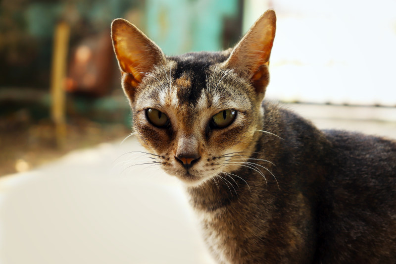 棕色和黑色猫面照相机|动物,动物摄影,哺乳动物,头,宠物,家猫,样子,毛茸茸的,滑稽,焦点,特写,猫,猫眼,猫脸,白天,皮毛,眼睛,胡须-海量高质量免版权图片素材-设计师素材-摄影图片-mitapix-美塔图像