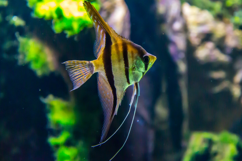 微距镜头摄影黄色和黑色的鱼Macro Shot Photography of Yellow and Black Fish|animal,aquarium,aquatic,biology,Close-up,Colors,fish,marine life,swimming,Tank,underwater,Water,wildlife,动物,坦克,水,水下,水族馆,水生,海洋生物,游泳,生物学,野生动物,颜色,鱼-海量高质量免版权图片素材-设计师素材-摄影图片-mitapix-美塔图像