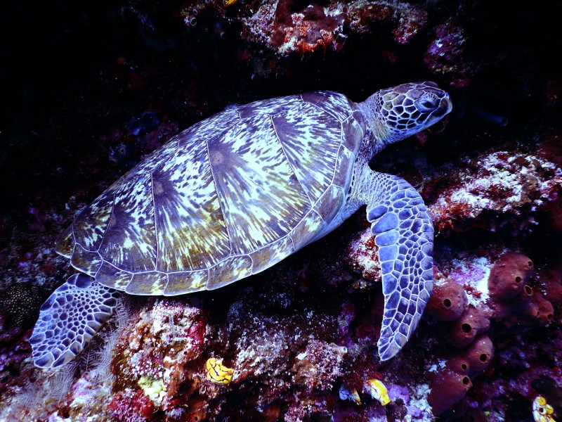 水下摄影的棕色的海龟Underwater Photography of Brown Sea Turtle|animal,aquarium,aquatic,coral,deep,diving,exotic,hawksbill sea turtle,marine,marine life,Ocean,reef,reptile,Sea,swimming,tropical,turtle,underwater,Water,动物,异国情调,水,水下,水族馆,水生,海,海洋,海洋生物,深,游泳,热带,爬行动物,玳瑁海龟,珊瑚,礁,跳水,龟-海量高质量免版权图片素材-设计师素材-摄影图片-mitapix-美塔图像