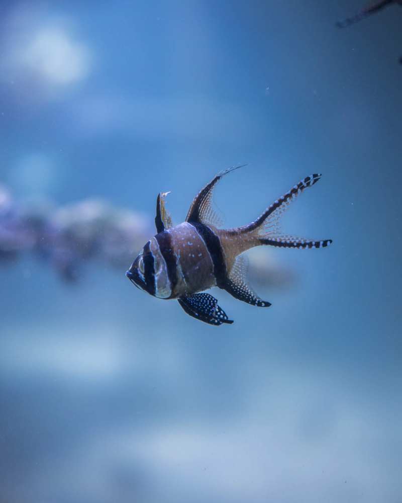 条纹鱼Striped Fish|animal,aquarium,aquatic animal,fish,macro,动物,宏,水族馆,水生动物,鱼-海量高质量免版权图片素材-设计师素材-摄影图片-mitapix-美塔图像