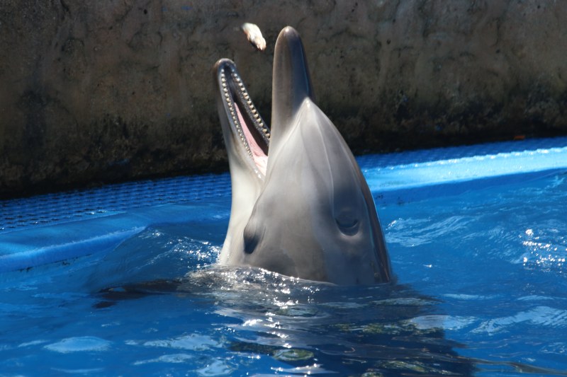 灰色海豚在蓝色的水Gray Dolphin on Blue Water|animal,aquarium,Blue,Daylight,dolphin,dug-out pool,eating,fish,fun,holiday,outdoors,pool,swimming,underwater,Water,wet,wildlife,乐趣,假日,动物,吃,夏时制,户外,挖出池,水,水下,水族馆,池,海豚,游泳,湿,蓝色,野生动物,鱼-海量高质量免版权图片素材-设计师素材-摄影图片-mitapix-美塔图像