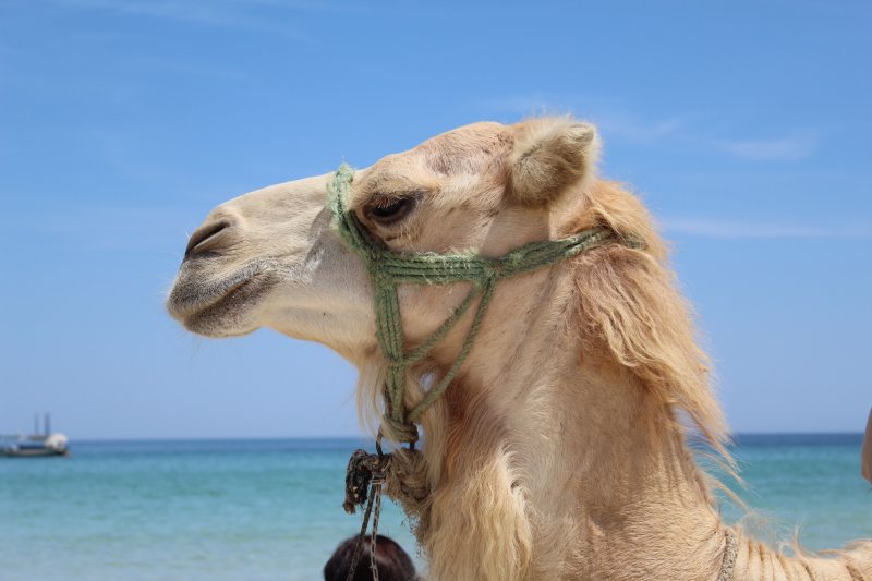 米色骆驼站在海岸线附近Beige Camel Standing Near Shoreline|云,动物,哺乳动物,在户外,水,海,海洋,海滩,自然,阿拉伯骆驼,骆驼-海量高质量免版权图片素材-设计师素材-摄影图片-mitapix-美塔图像