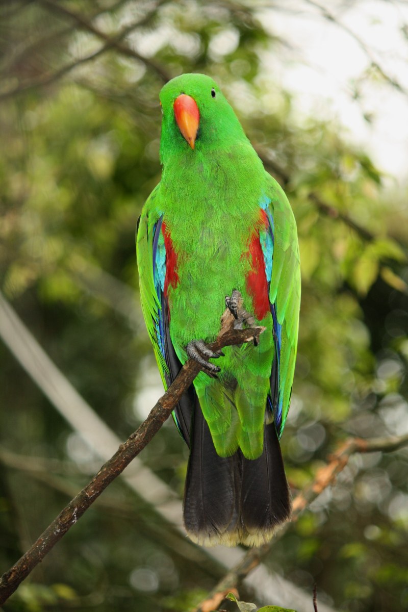 选择聚焦的照片男性Eclectus鹦鹉栖息在树的分支Selective Focus Photo of Male Eclectus Parrot Perching on Branch of Tree|丛林,动物,动物园,嘴,在户外,异国情调的,日光,明亮的,树枝,栖息,热带,热带雨林,特写镜头,禽流感,绿色,美丽的,羽毛,翅膀,色彩鲜艳的,野生,野生动物,颜色,鸟,鹦鹉-海量高质量免版权图片素材-设计师素材-摄影图片-mitapix-美塔图像