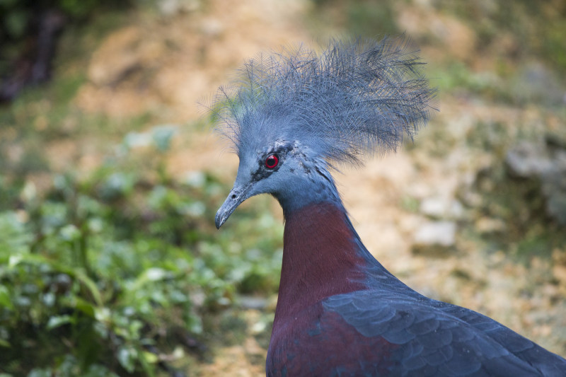 灰色和棕色鸽子鸟的选择性焦点照片Selective Focus Photo of Gray and Brown Pigeon Bird|animal,avian,beak,Beautiful,bird,color,colourful,Daylight,exotic,eyes,feathers,forest,multi colored,nature,outdoors,Park,plumage,Portrait,poultry,red,selective focus,tropical,wild,wildlife,wings,zoo,公园,动物,动物园,喙,多彩,多色,家禽,异国情调,户外,日光,森林,热带,眼睛,红色,美丽,羽毛,翅膀,肖像,自然,选择性焦点,野生,野生动物,颜色,鸟,鸟类-海量高质量免版权图片素材-设计师素材-摄影图片-mitapix-美塔图像