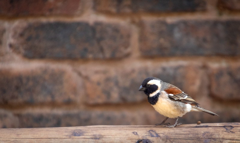 小鸟羽毛特写White, Brown, and Black Bird on Top of Brown Wooden Surface|animal,avian,bird,BrickWall,closeup,color,Cute,Daylight,feather,little,outdoors,outside,perched,small,wooden,动物,在棕色木表面顶部的白色,外面,小,户外,木,栖息,棕色和黑鸟,特写镜头,白天,砖墙,羽毛,逗人喜爱,颜色,鸟-海量高质量免版权图片素材-设计师素材-摄影图片-mitapix-美塔图像