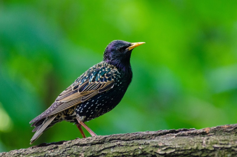 黑色和绿色哼唱着鸟栖息在木枝上Black and Green Humming Bird Perched on Wood Branch|animal,avian,bird,feathers,nature,perched,plumage,starling,wildlife,动物,栖息,椋鸟,羽毛,自然,野生动物,鸟类-海量高质量免版权图片素材-设计师素材-摄影图片-mitapix-美塔图像