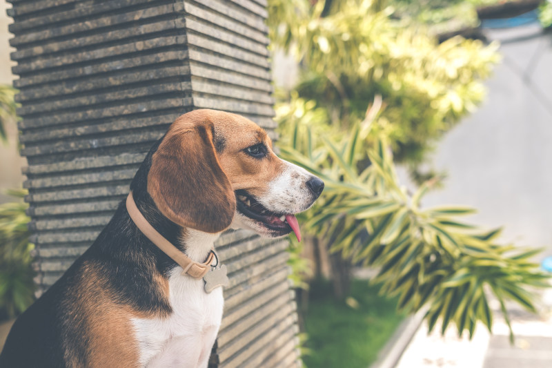 成年黑白棕色小猎犬-动物,哺乳动物,地面,坐着,头,宠物,家养的,小,小猎犬,户外,棕色,植物,毛皮,犬,狗,狗项圈,白天,看起来,眼睛,绿色,背景,花园,草,鼻子-海量高质量免版权图片素材-设计师素材-摄影图片-mitapix-美塔图像