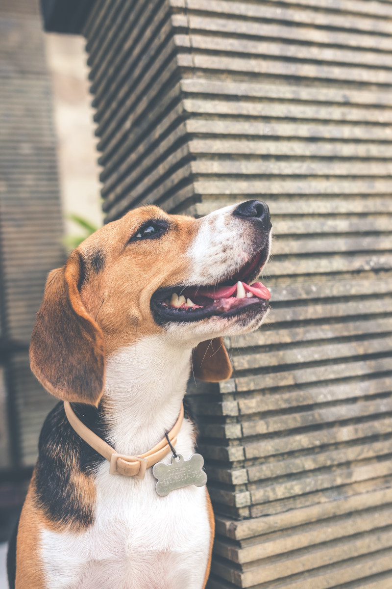 成年黑褐色和白色小猎犬|动物,哺乳动物,坐着,宠物,家养的,小,小猎犬,户外,棕色,毛皮,犬,狗,狗项圈,白天,看起来,眼睛,耳朵,背景,金属-海量高质量免版权图片素材-设计师素材-摄影图片-mitapix-美塔图像