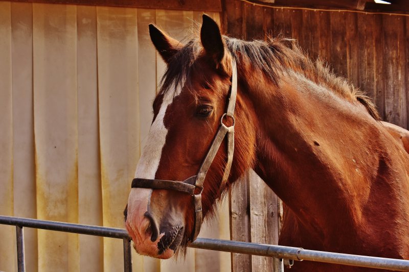 棕色和白色的马Brown and White Horse|animal,barn,Brown,Close-up,domestic,equine,head,horse,livestock,mammal,mane,mare,stable,stallion,动物,哺乳动物,国内,头,家畜,棕色,母马,特写,种马,稳定,谷仓,马,鬃毛-海量高质量免版权图片素材-设计师素材-摄影图片-mitapix-美塔图像