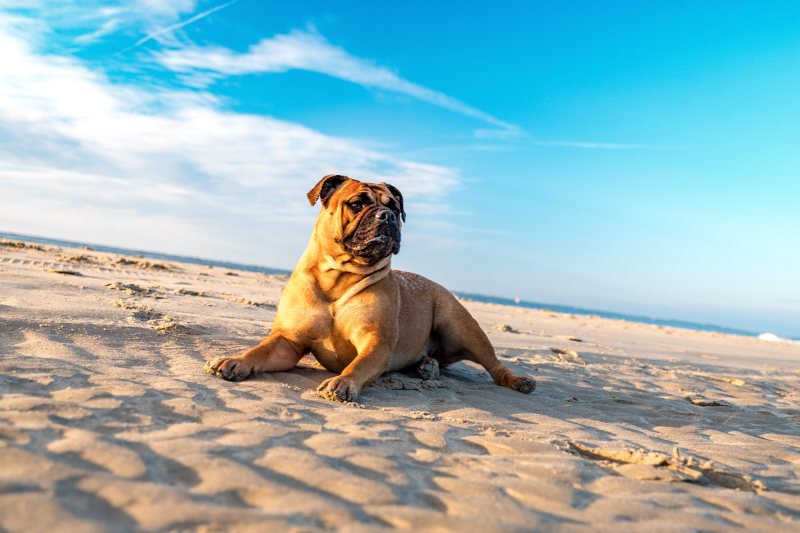 动物海滩斗牛犬|云彩,假期,动物,哺乳动物,夏天,大陆斗牛犬,天空,太阳,宠物,户外,斗牛犬,旅行,日光,水,沙子,海岸,海洋,海滨,海滩,湖泊,狗,纯种,肖像,自然,阳光,风景-海量高质量免版权图片素材-设计师素材-摄影图片-mitapix-美塔图像