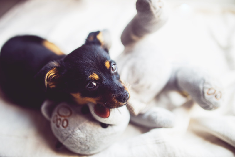 小狗与泰迪熊Puppy with teddy bear|animal,bear,canine,Cute,Dog,domestic,eye,family,funny,fur,little,looking,mammal,Pet,Portrait,puppy,SIT,small,Sweet,teddy,Young,动物,可爱,哺乳动物,国内,坐,宠物,家庭,小,小狗,年轻,搞笑,毛皮,泰迪,熊,犬,狗,甜,看,眼睛,肖像-海量高质量免版权图片素材-设计师素材-摄影图片-mitapix-美塔图像