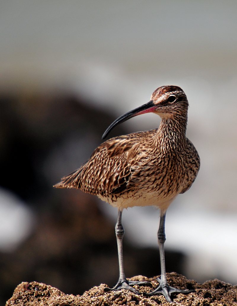 动物鸟类区系|whimbrel,免版税图片,动物,塞内加尔,鸟类-海量高质量免版权图片素材-设计师素材-摄影图片-mitapix-美塔图像